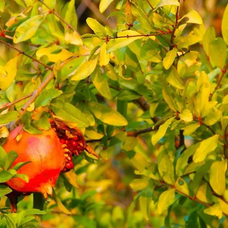 Holiday home Trullincanto By Jd Collection *