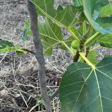 Trullincanto By Jd Collection Holiday home *